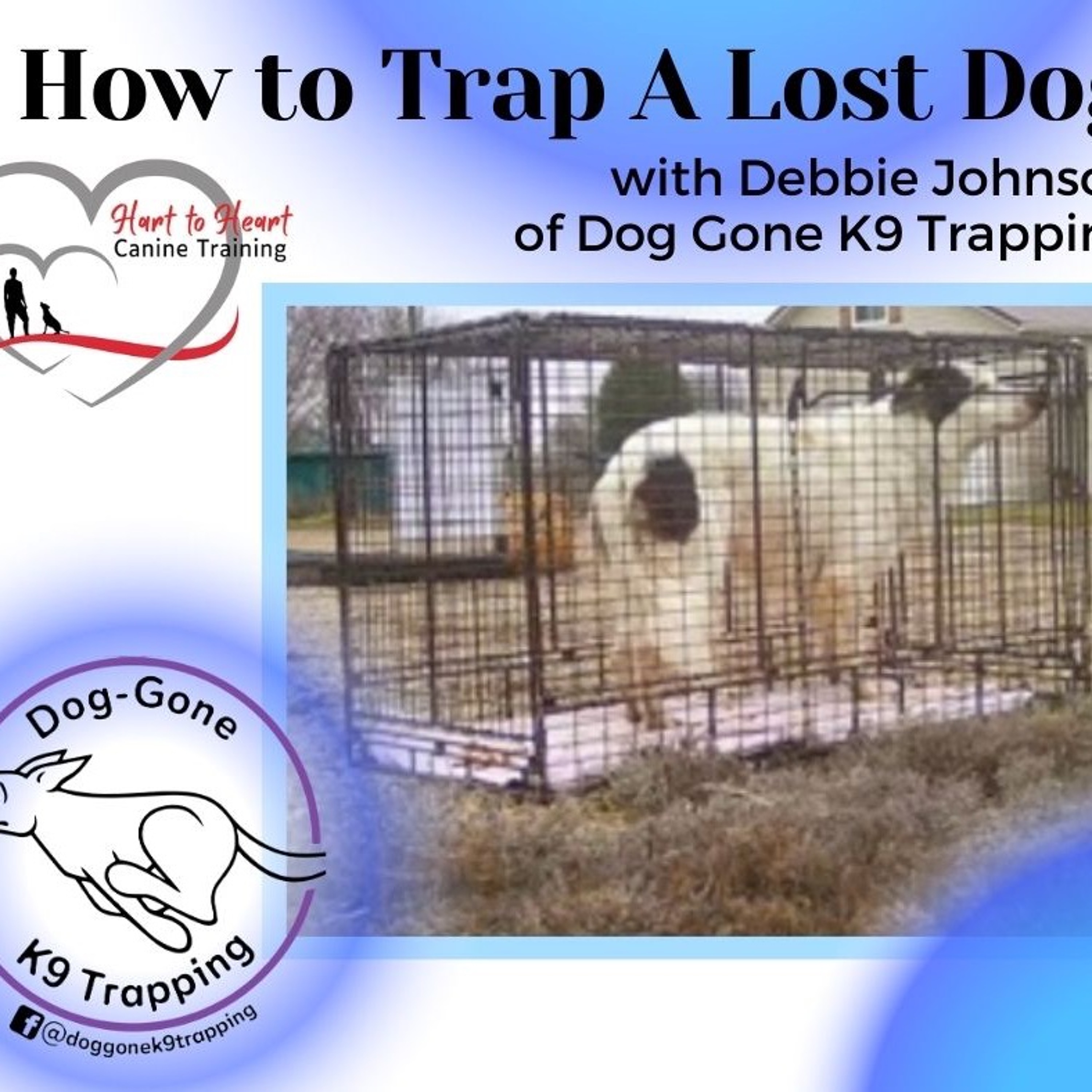 What Dogs Have Taught Me