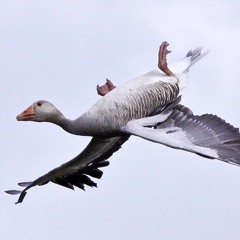 Slow Horn