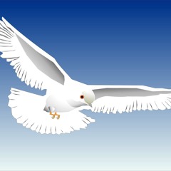 White Dove