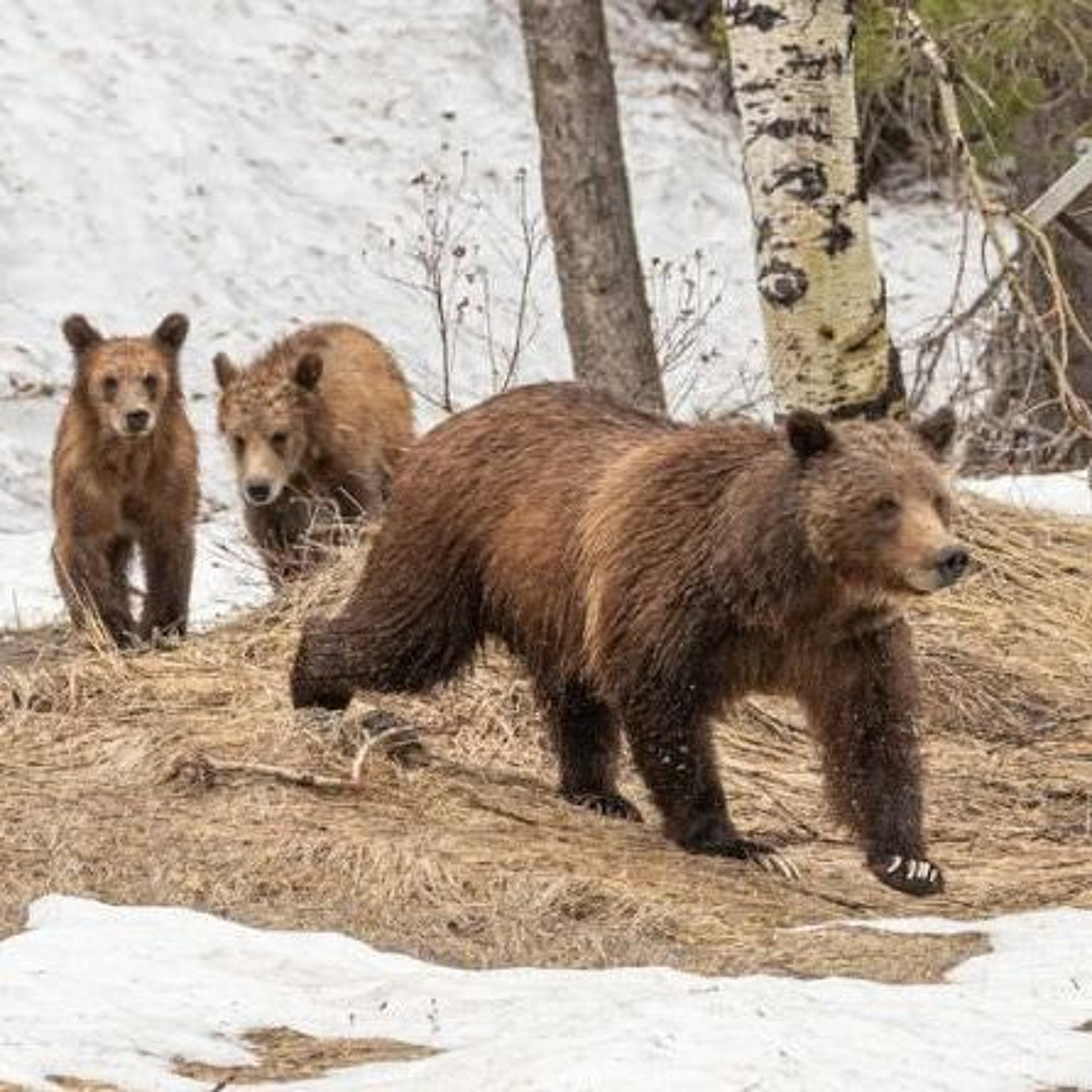 Grizzly Managers Brace for Conflicts as 399 Prepares to Emerge episode artwork
