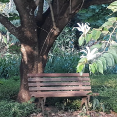 21.10.2025 - Cap. XXIV - Não Coloqueis a Candeia Sob o Alqueire - Os Sãos Não Precisam de Médicos (2)