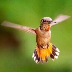 A Prayer To Gaia And To Hummingbirds