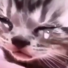 icdhrt