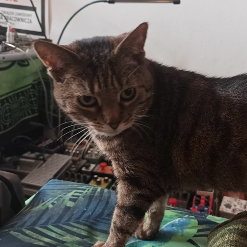 Komandorze Mruczku, to nie były pieczarki! (SZKIC)