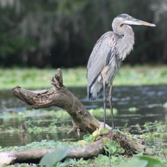 Sun Song Recoding #1