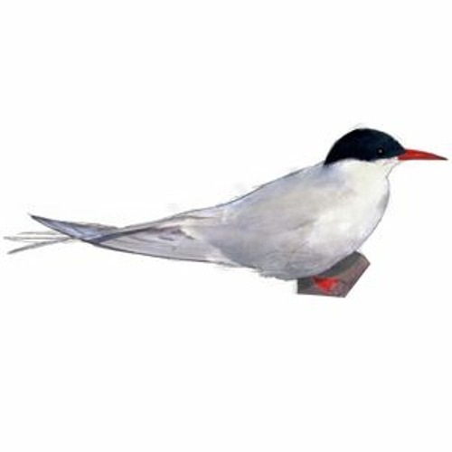 Arctic Tern Coquet Island Northumberland