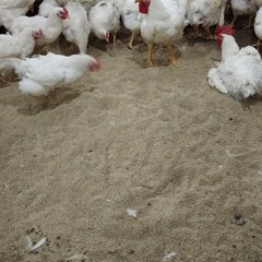 chicken House blues.mp3