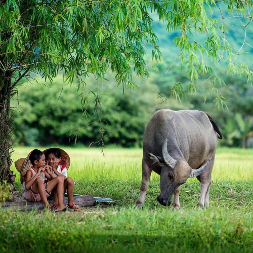 Nghe 3 Phút Thôi Cuộc Sống Thay Đổi Nhẹ Nhàng Bình Thản  - Nhạc thiền - tĩnh tâm - nhạc không lời
