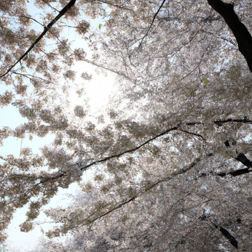 In the Echo of the Dragon Flute