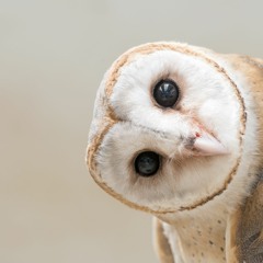 Diarmuid's Soundtrack Stuff