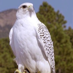 عيضه المنهالي - طير الوله