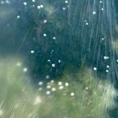 WET SPRING