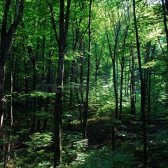 "Deep In The Woods" Storytelling Rap Beat prod. BejBeatz 2020