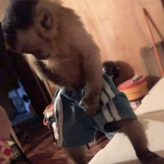 Santi - carti ye (prod. pitterisz)