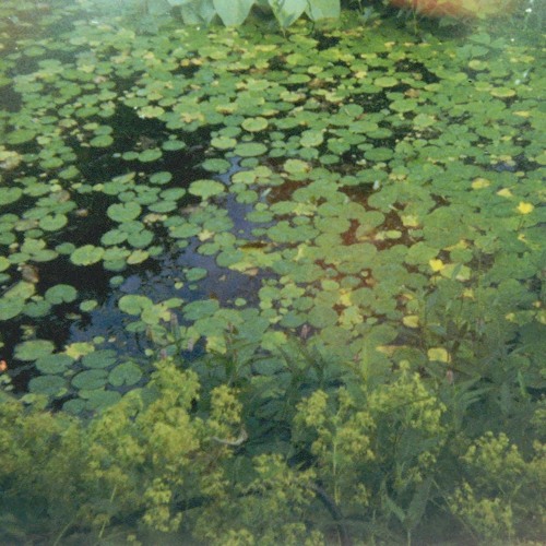 music for minibeasts (improv)