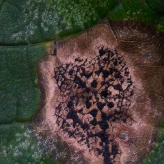 hibernola79-Tranu_u...