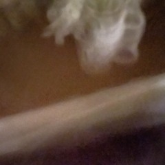 Queen Of The Smoking Seats / collaboration with Pablo Dario Martin