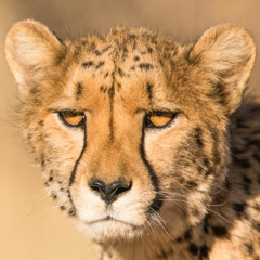 Hope2 - Toni Chakras