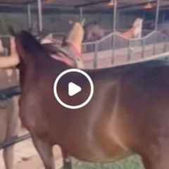 Full aida victoria merlano horse video aida victoria merlano caballo