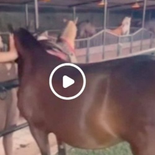 Full aida victoria merlano horse video aida victoria merlano caballo