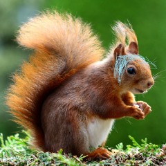 My Friend Tina (Squirrel Rehearsal)