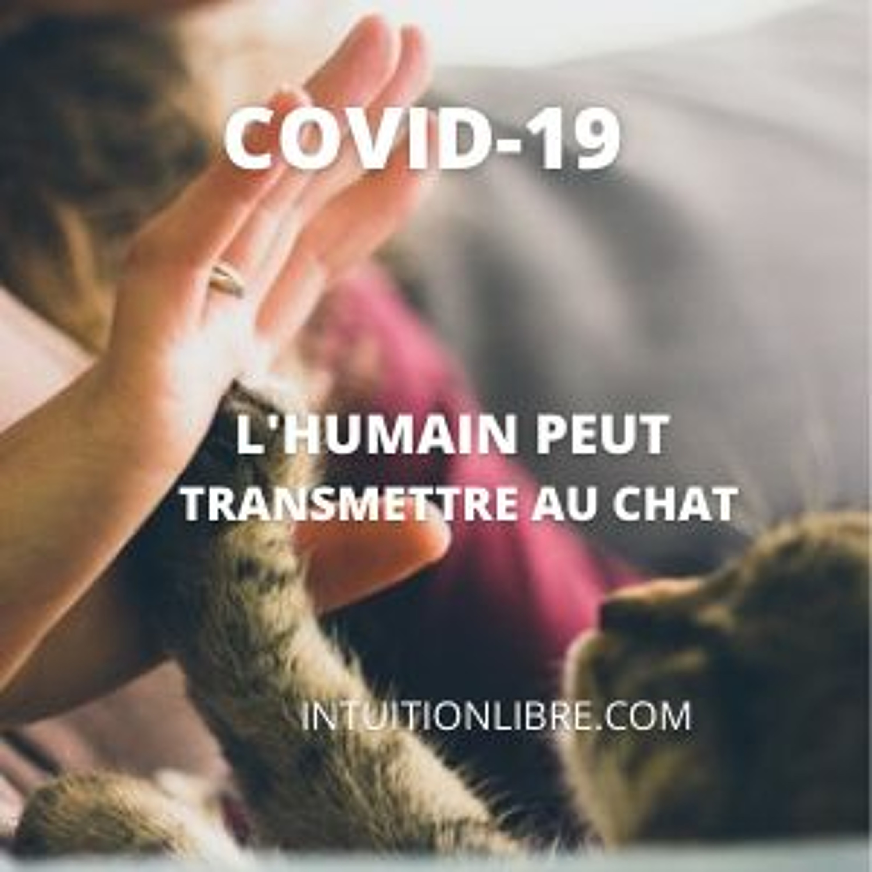 intuitionlibre.com actu vue par la voyance