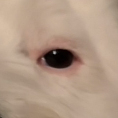 Blargo