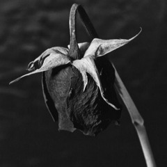 wren (Original) - Cope