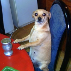 El perro que escribió su historia con sus propias patas