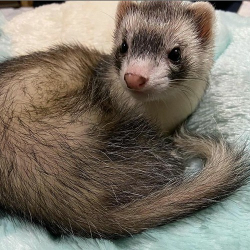 An Ode to Colbie Caillat