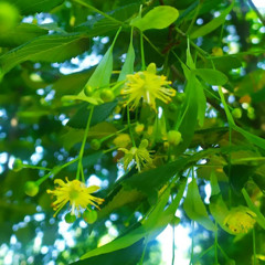 Linden mood of summer. Photo - Liudmyla Skrypnik.