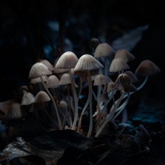 When things gets too fullon, take a trip in the forest.