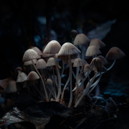 When things gets too fullon, take a trip in the forest.