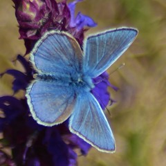 Waltz for a Princess - Viola version.