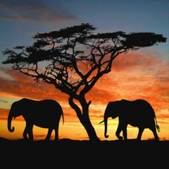 SAFARI 7