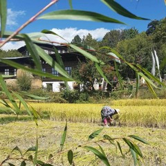 Cutting Rice Stalks in Paro, Bhutan