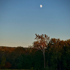 Chilly Moonlit Night