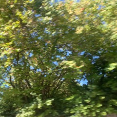 tree of life