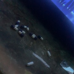 dead-to-the-world.mp3