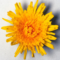 Я вновь улыбнусь (песня)