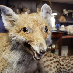 The "Fox" (Danny Remix)