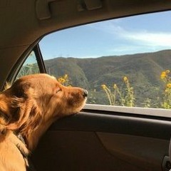 sen benim şarkılarımsın, cover