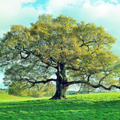 Oak tree