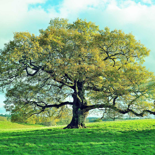 Oak tree