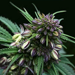 [View] KINDLE 📒 Cannabis Breeding: Basic to Advanced Marijuana Propagation by unknow