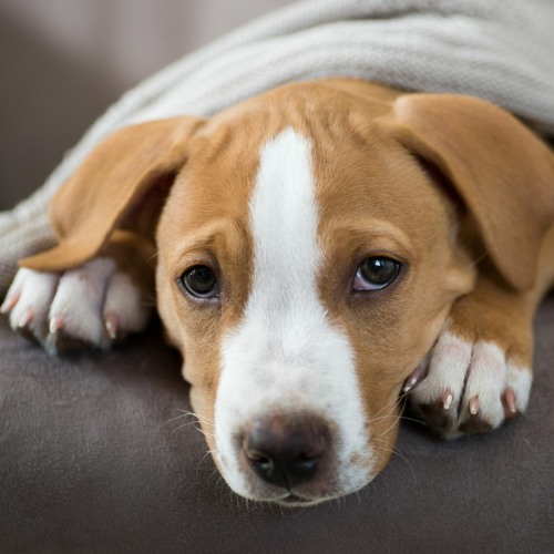 Free top parvo treatment