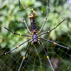 The Orb Weaver (feat. Fr. Harris)