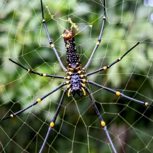 The Orb Weaver (feat. Fr. Harris)