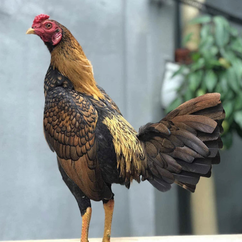 CUỘC SỐNG MÀ