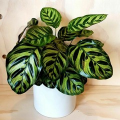 Calathea